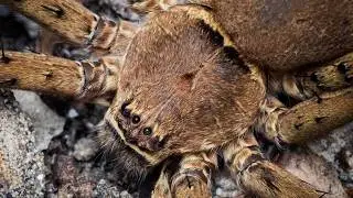 Pinktoe Tarantulas & Other Spiders IN THE WILD of Puerto Rico!