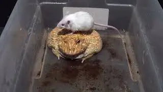 Fat Frog Eats Feeder Mouse /Warning Live Feeding