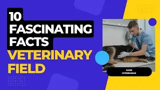 10 Fun Facts  Life in the Veterinarian Field