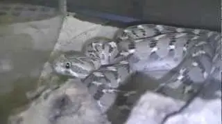 Echis carinatus threat display