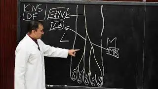 CUTANEOUS NERVE SUPPLY OF DORSUM OF FOOT