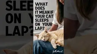What does it mean when your cat sleeps on you? #cats #catlover #kitten @sleepycat