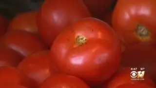 Gardening 101: Growing Tomatoes In Texas