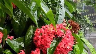 Rainforest ! Assam