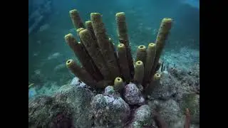 Aruba December 28, 2025