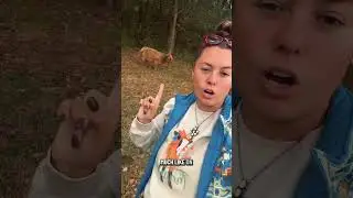 Мои мини-коровы породы Хайленд прячутся от меня! Давайте их найдём.