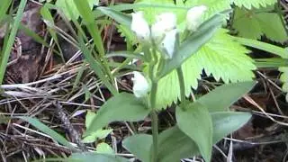 Cephalanthera rubra et damasonium Okrotice