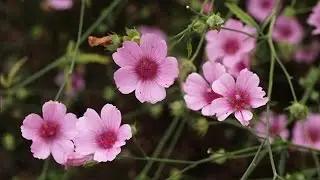 Лекарственные растения Алтей армянский (лат. Althaea armeniaca)