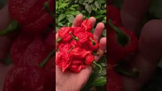 Острый перец Carolina Reaper Red (Каролинский жнец 🌶) #carolinareaper #острыйперец #shorts