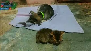 Best Friends Napping! Dog and Kitten Cuddle The Cutest Snuggle