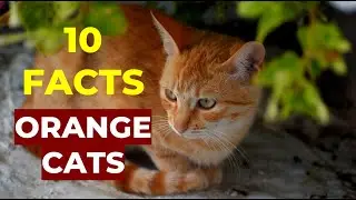 10 Fascinating Facts About Orange Cats😺
