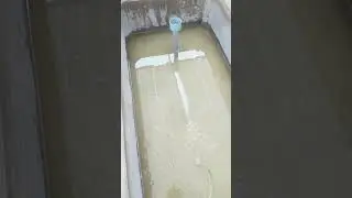 Đây la cách tui nuôi cá không tốn tiền bằng cách nuôi bobo