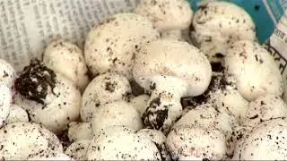 Mushroom Production Technology (Part-2) KVK, New Delhi