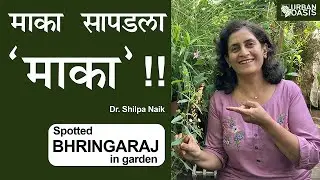 बागेतील औषधी माका: केसांसाठी, चटणी, भाजीत ही!Spotting medicinal Bhringaraj/False Daisy in Garden