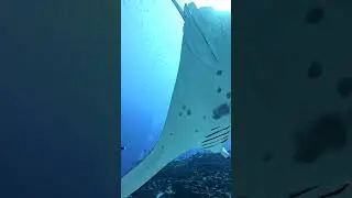 10/10 Cleaning station with reef mantas !