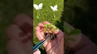 Butterfly Flower Seeds🌿💚❄️💐#garden #gardening #plants #tree #flowers #nature #farming