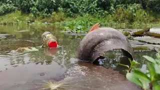 New Amazing Bottle Fishing Trap 2023 | Fishing Video |