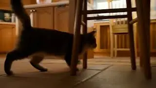 Boom,Scared me! #exlittlebeans #funny_cats #cat #funny_videos