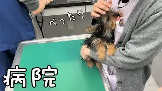 初めて病院に行ったら怖くて看護師さんにべったりになっちゃうヨークシャーテリアの子犬が可愛い！