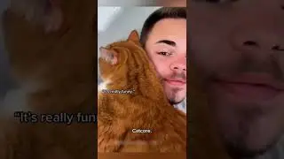 Funny CAT Moments 😂😂 episode 8460 #funnycats #cats #funnyanimals #petsofinstagram