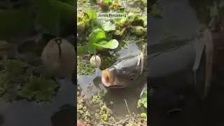 Umpan jatuh langsung di sambar ikan mas babon@jonespetualang