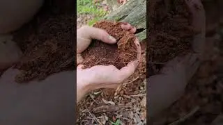 Making a fire log with natural materials 🔥