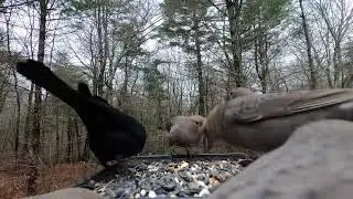 Brown-headed Cowbirds and Common Grackles