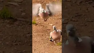 Get off my land #kalapati