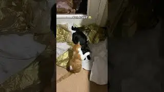 Cat ASMR - Cats Fighting On Tissue Paper