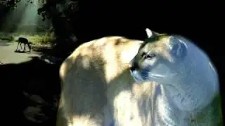 Mountain Lion Biology and Behavior