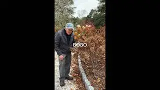 THE CAPE COD HYDRANGEA SOCIETY 