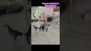🔥D-MAG SPRAY MEDICINE USED FOR ALL TYPES OF INJURIES ALL DOMESTIC ANIMALS🔥