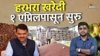 Chana Procurement: राज्यात आजपासून शेतकऱ्यांच्या नोंदणीला सुरुवात | Harbhara Bajar bhav today