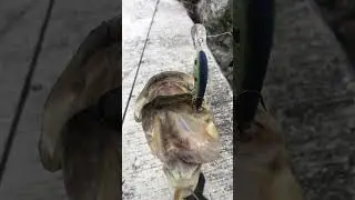 #Okeechobee #bass #bjbaitand tackle #penn #zoom #hogonafrog #bassfishing ￼