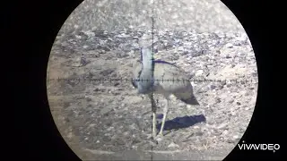 Tiloor hunting with airgun