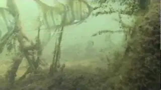 Arapiuns Golden Scalare angel fish