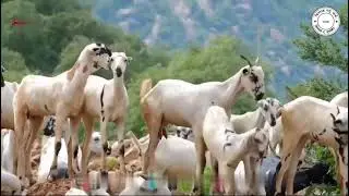 Concept of Integrated Goat Farming in Nepal. Kispang Agriculture Farm.