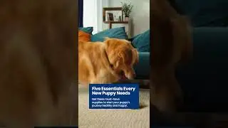 Essential Supplies for Your New Puppy