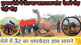 Camel Dance Live in Pushkar Mela भीड़ ने कहा, वाह क्या मूव्स हैं 😍