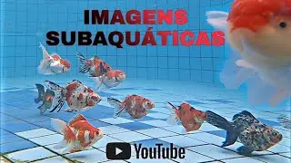 Part 1 // Preparo de Matrizes para desova de KINGUIOS !!