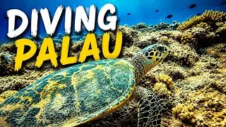 Diving Palau Part 2. Jellyfish Lake, Blue Holes, Blue Corner, Epic Montage, 4K drone footage.