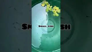 Turtle food ko fish ko khilaya 😲| #shorts #sorts #satyamspetjourney #guppyfish