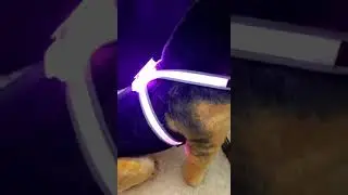 7 in 1 Color Glowing USB Led Harness Vest Dog Leads