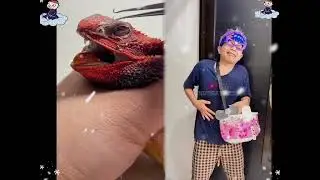 🤣👌👌👌2025 pov Must-Watch Crazy Clips Compilation #humor #fypシ #pov #fyp #foryou 😍😜