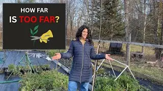 How To Care For Perennial Plants In The Fall  🌱✂ 🌿 #gardening #plantcare
