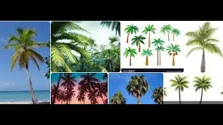 Top 10 palm tree description and their uses