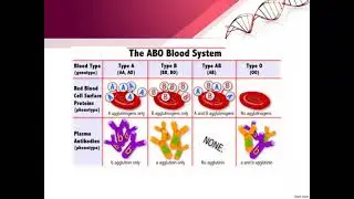 Rhesus &  complementary genes