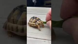 This Tiny Tortoise Will Melt Your Heart! 🥹 #shorts