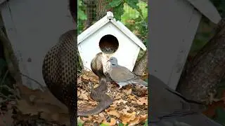 Pigeon vs snake 🕊️vs 🐍 Attack 😱 Ai shorts #ai #birds #wildliferescue #snake #animallovers