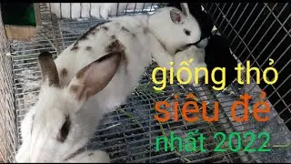 Giống thỏ nieu siêu đẻ , giá rẻ vip Ninh Thuận 2022